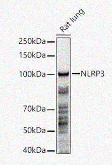 Rabbit anti-NLRP3 Polyclonal Antibody