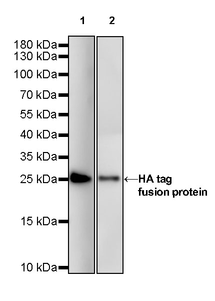 Rabbit anti-HA Tag Recombinant Monoclonal Antibody(HRP Conjugate)(S-113-76)