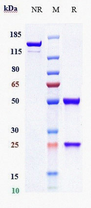 Anti-GUCY2C Reference Antibody(Indusatumab)