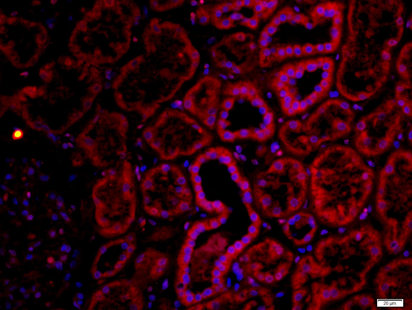 Rabbit anti-CHRNA7 Polyclonal Antibody