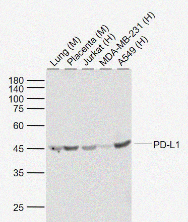 Rabbit anti-PD-L1 Monoclonal Antibody