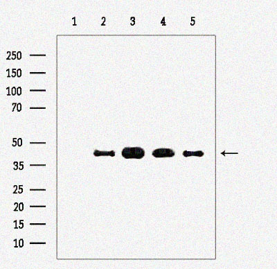 Rabbit anti-β-Actin Polyclonal Antibody