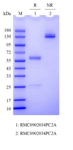 Rabbit anti-Tau Recombinant Monoclonal Antibody(171-45)