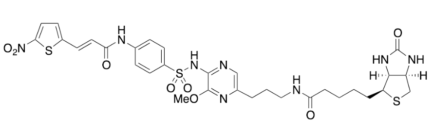 Biotin-Necrosulfonamide Propyl Amide