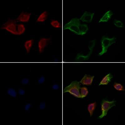 Rabbit anti-Cleaved-caspase3 Polyclonal Antibody