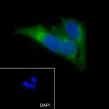 Mouse anti-TGN46 Monoclonal Antibody