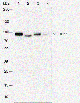 Mouse anti-TGN46 Monoclonal Antibody