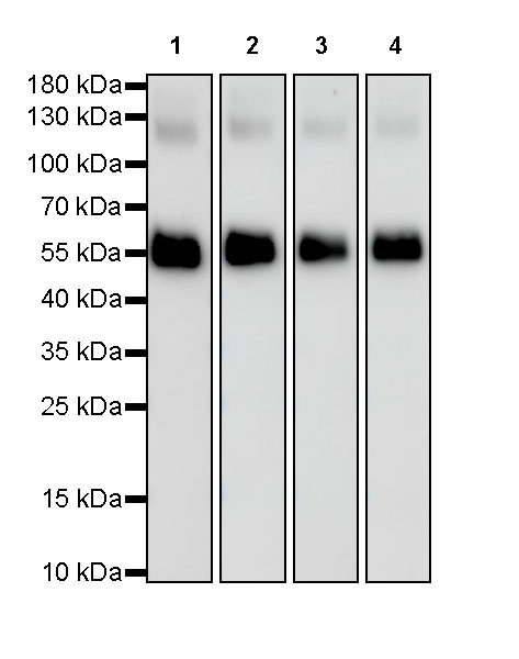 Rabbit anti-Myc Tag Recombinant Monoclonal Antibody(S-114-13)