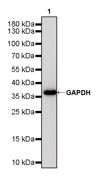 Rabbit anti-GAPDH Polyclonal Antibody