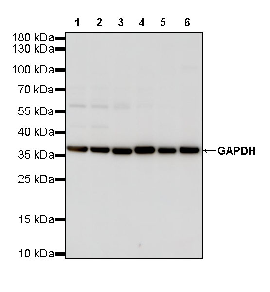 Rabbit anti-GAPDH Polyclonal Antibody