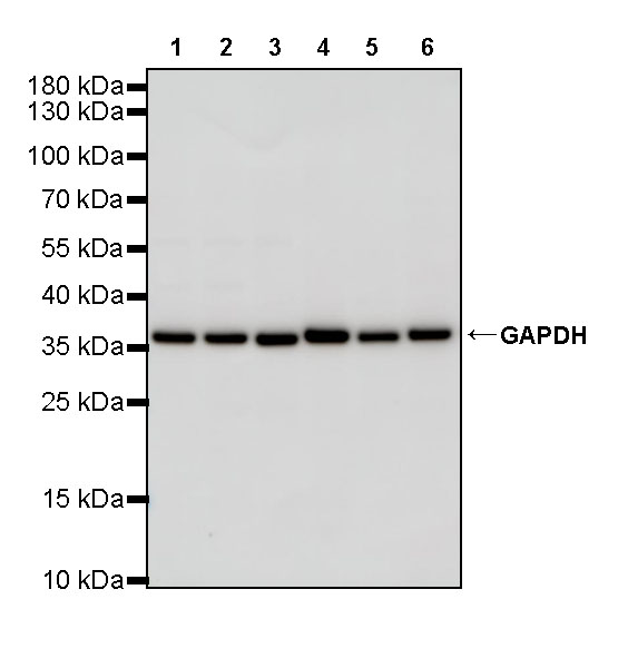 Rabbit anti-GAPDH Polyclonal Antibody