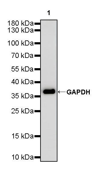 Rabbit anti-GAPDH Polyclonal Antibody