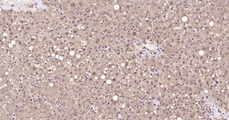 Rabbit anti-GAPDH Polyclonal Antibody