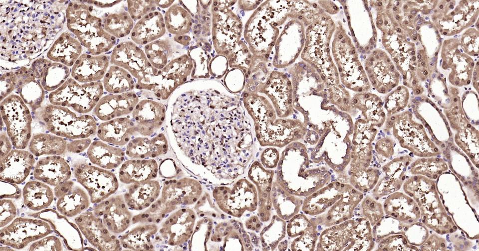 Rabbit anti-GAPDH Polyclonal Antibody