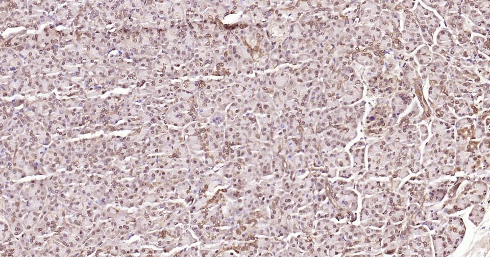 Rabbit anti-GAPDH Polyclonal Antibody