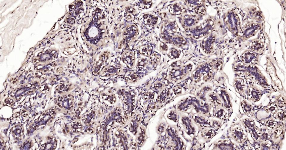 Rabbit anti-GAPDH Polyclonal Antibody