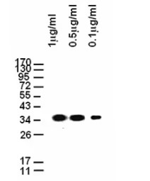 Mouse anti-GAPDH Monoclonal Antibody