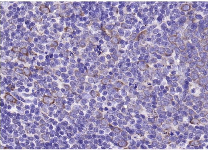Rabbit anti-CD63 Polyclonal Antibody
