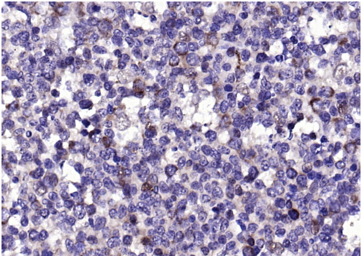 Rabbit anti-CD63 Polyclonal Antibody
