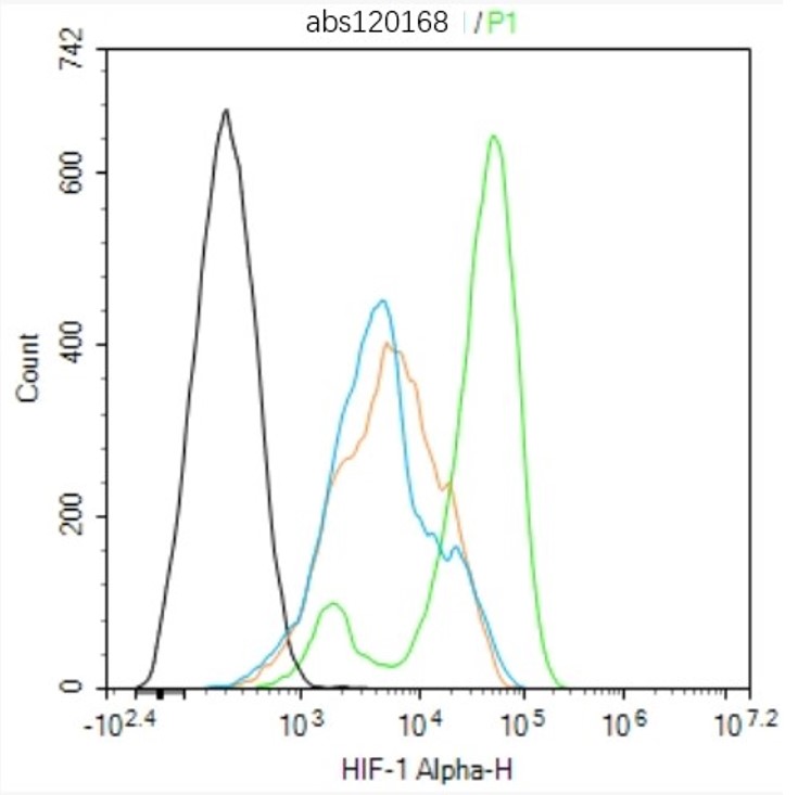 Rabbit anti-HIF-1α Polyclonal Antibody
