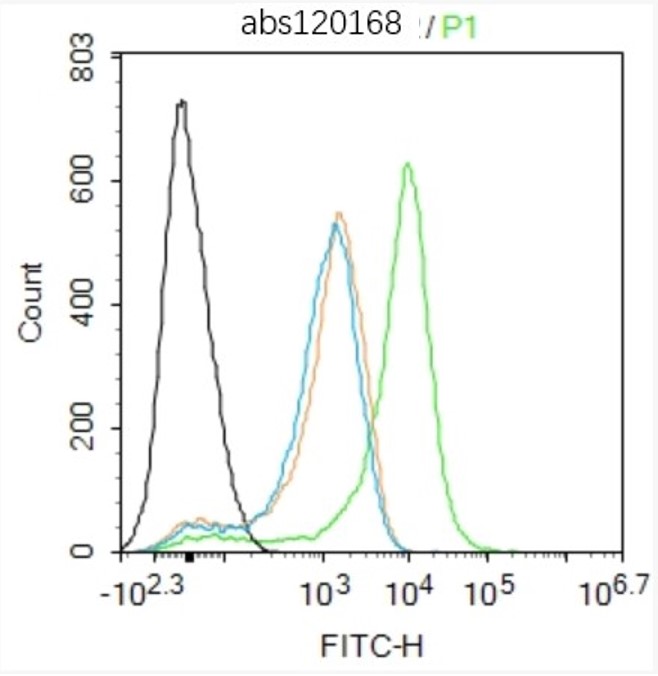 Rabbit anti-HIF-1α Polyclonal Antibody