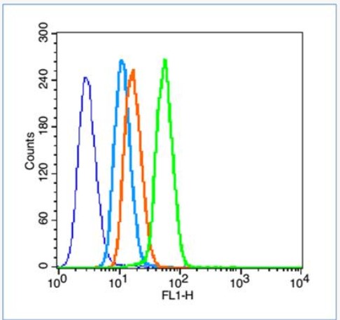 Rabbit anti-HIF-1α Polyclonal Antibody