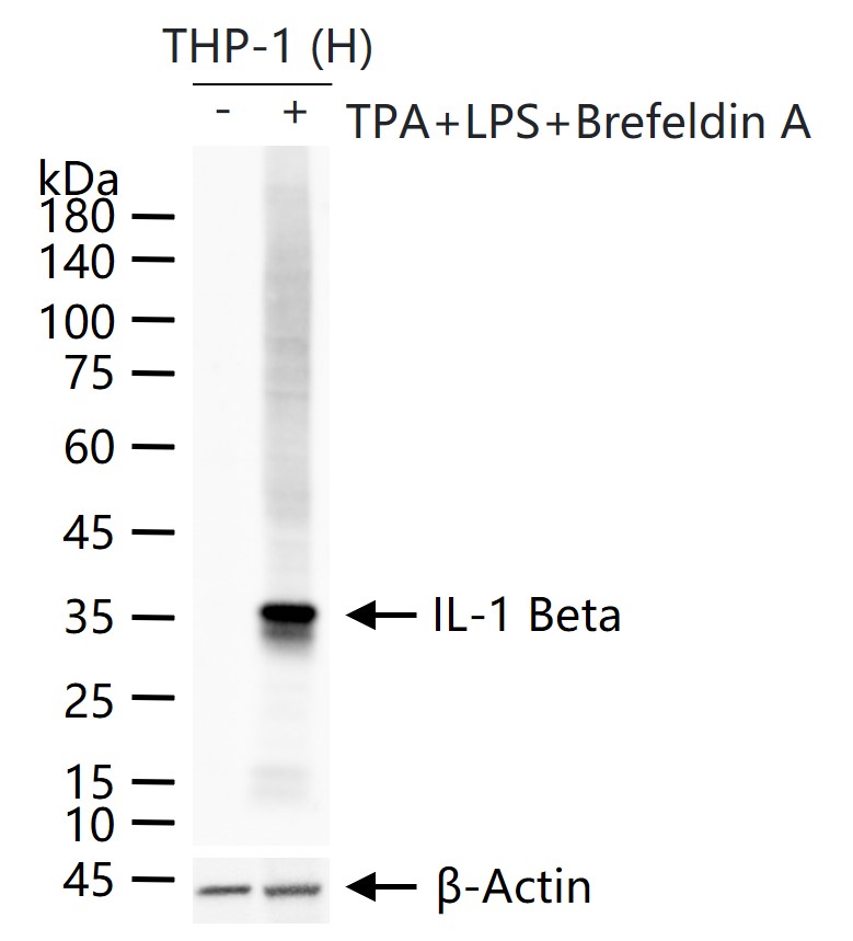 Rabbit anti-IL-1β Polyclonal Antibody