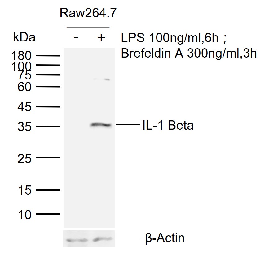 Rabbit anti-IL-1β Polyclonal Antibody