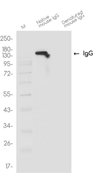 Rat anti-Mouse lgG-HRP Antibody(Conformation Specific) 