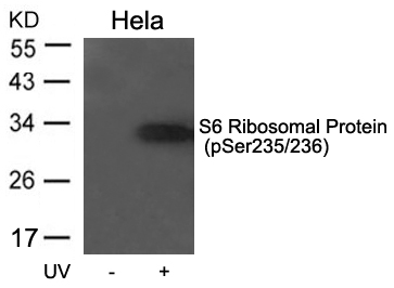  Rabbit-anti-Phospho-Ribosomal Protein(Ser235/236) Polyclonal Antibody