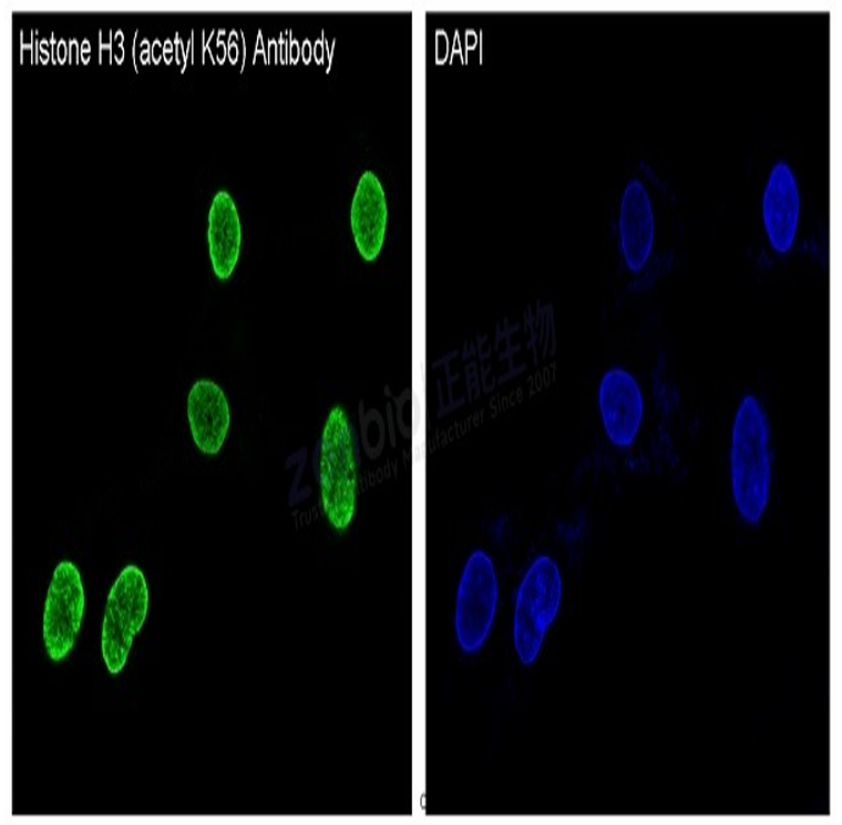 Rabbit anti-Acetyl-Histone H3(Lys56) Monoclonal Antibody（R02-5J8）
