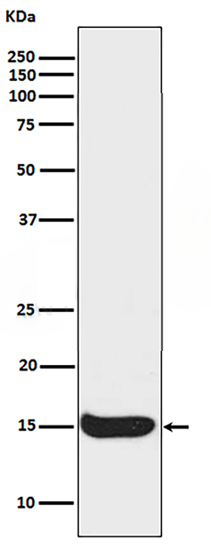 Rabbit anti-Acetyl-Histone H3(Lys56) Monoclonal Antibody（R02-5J8）