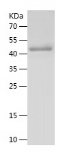 Recombinant Bovine Serum albumin