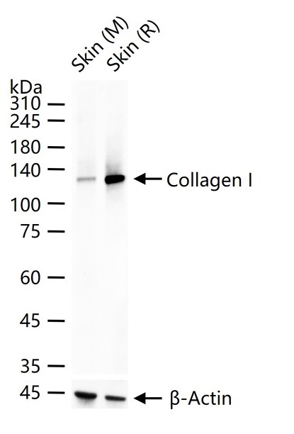Rabbit anti-Collagen I Polyclonal Antibody