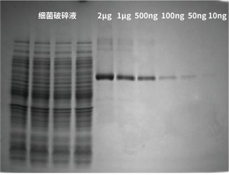 考马斯亮蓝快速染色液(免脱色)