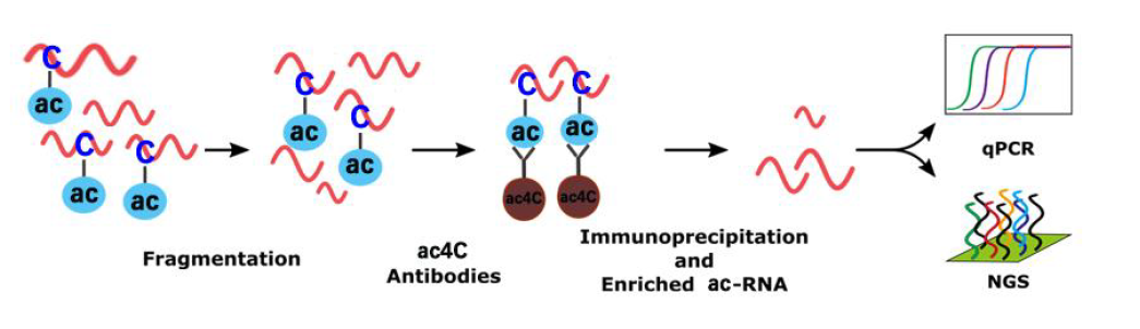 N4-acetylcytidine RNA Immunoprecipitation (ac4C acRIP) Kit_报价/价格/性能参数/图 ...