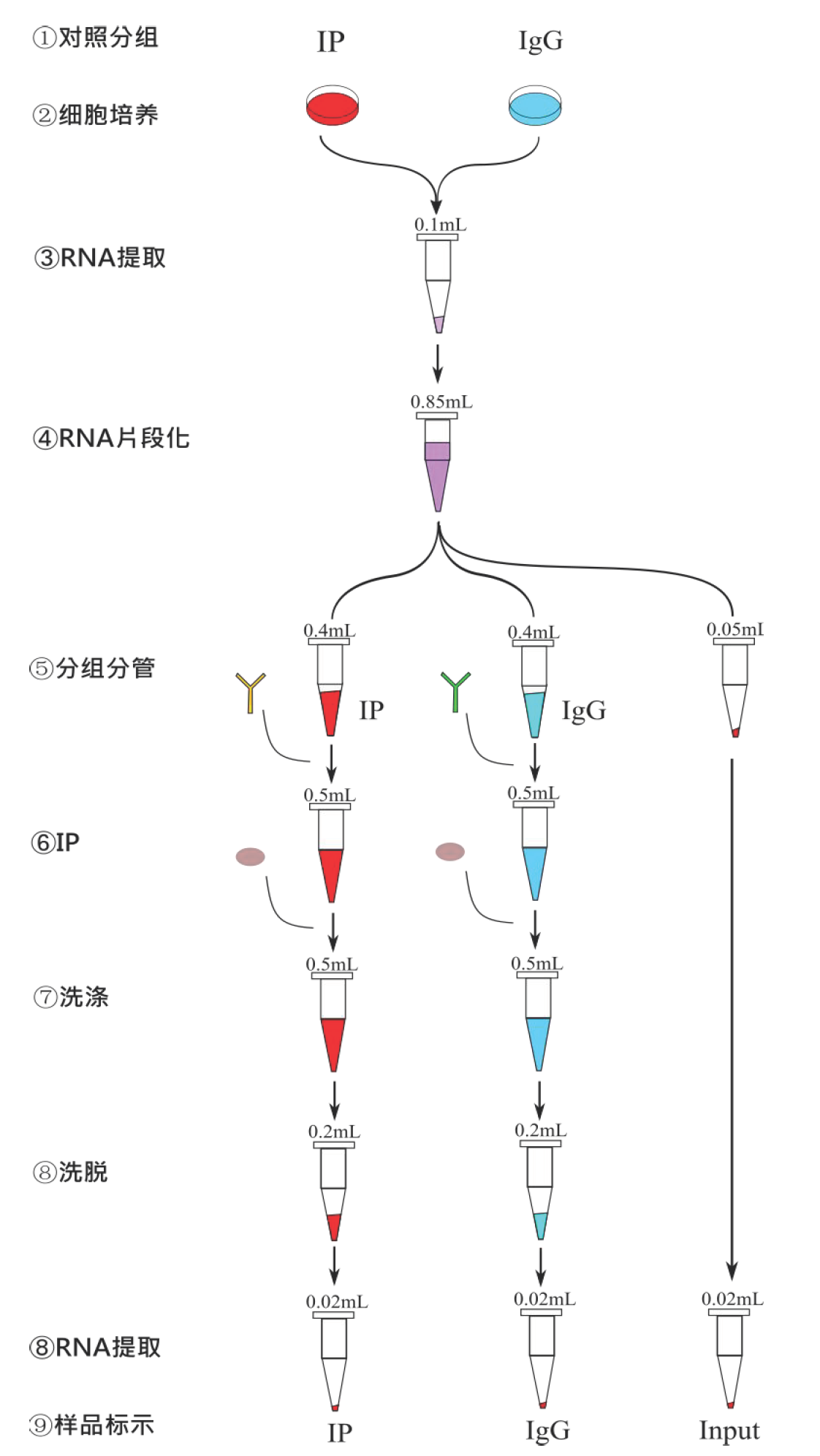 N4-acetylcytidine RNA Immunoprecipitation (ac4C acRIP) Kit_报价/价格/性能参数/图 ...