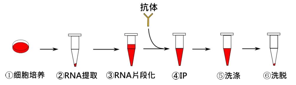 N4-acetylcytidine RNA Immunoprecipitation -ac4C acRIP- Kit_Absin_优宁维 ...