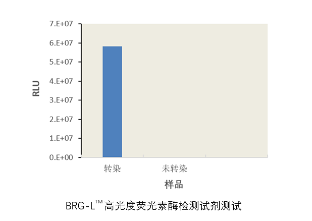 BRG-L<sup>TM</sup>高光度荧光素酶报告基因检测试剂盒