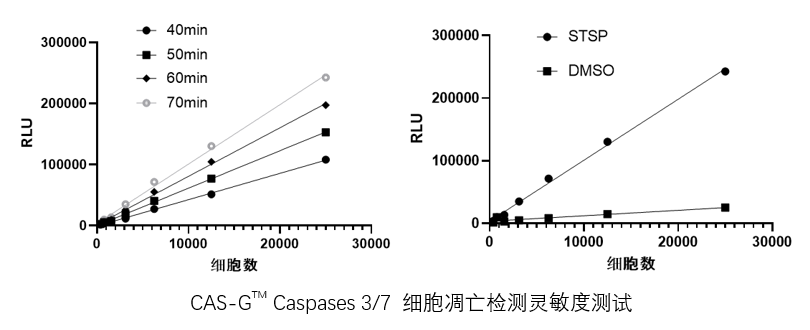 CAS-GT™Caspase3/7细胞凋亡检测试剂盒