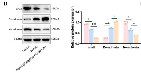 【IF 14.1】突破胃癌化疗耐药！