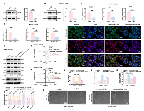 【IF 14.1】突破胃癌化疗耐药！