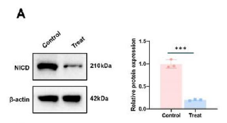【IF 14.1】突破胃癌化疗耐药！