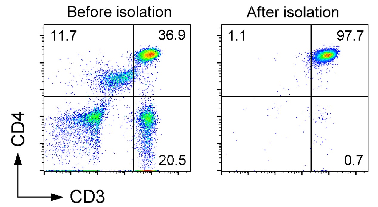 人CD4+T细胞分选试剂盒（阴选法）
