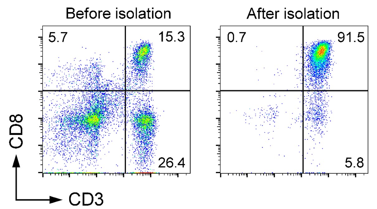 Anti-Human CD3/CD28 Monoclonal Antibody Beads