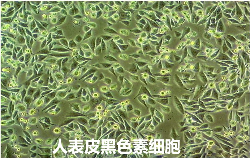 人表皮黑色素细胞专用培养基