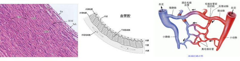 病理小课堂:循环系统血管的结构与功能