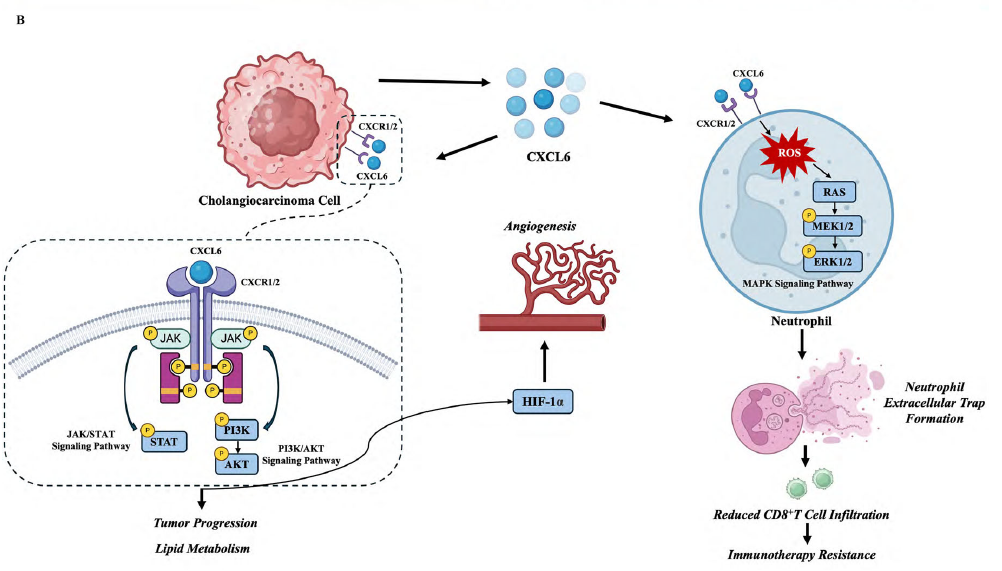 原文机制示意图