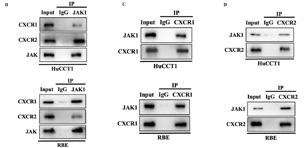 原文关键实验图