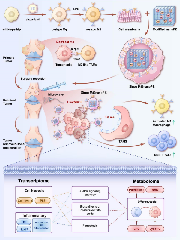 研究设计示意图
